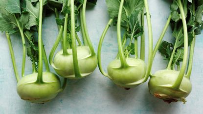 harvest of kohlrabi bulbs