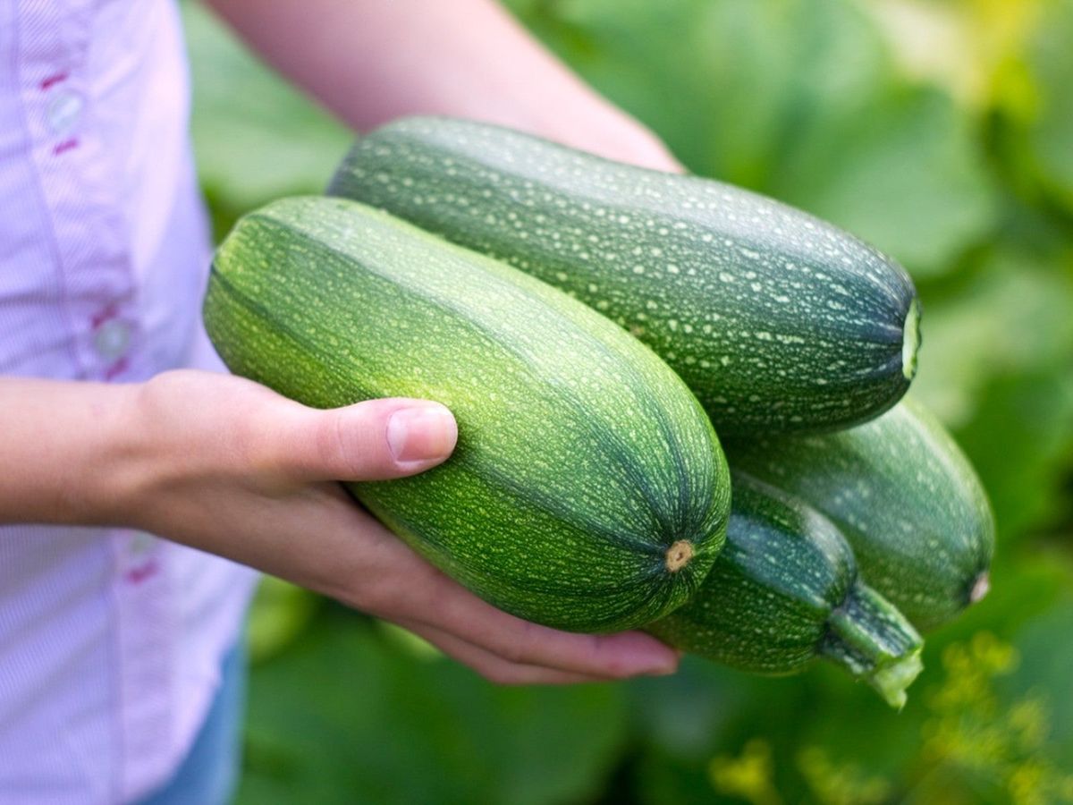 Celebrate Sneak Some Zucchini Onto Your Neighbor’s Porch Day ...