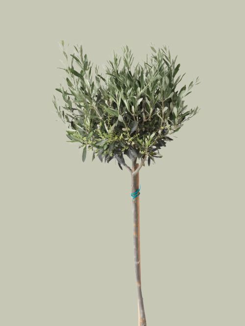 Olea Europaea Potted Plant - Olive tree