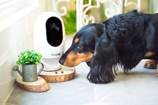 Dog sniffing one of the best pet cameras