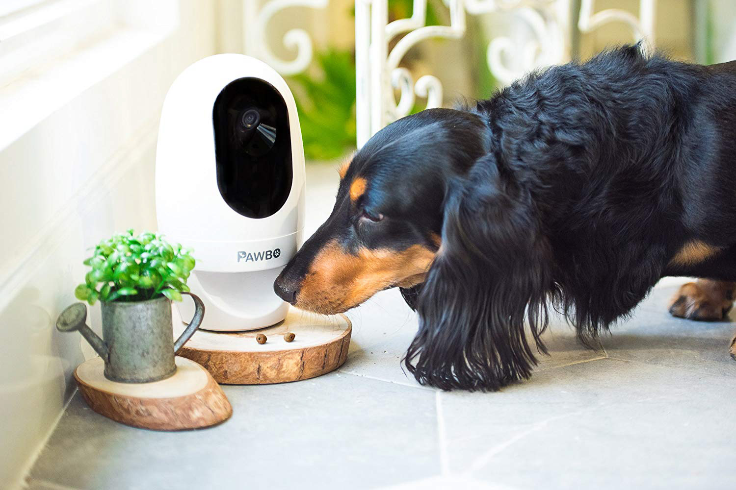 dog camera that throws treats