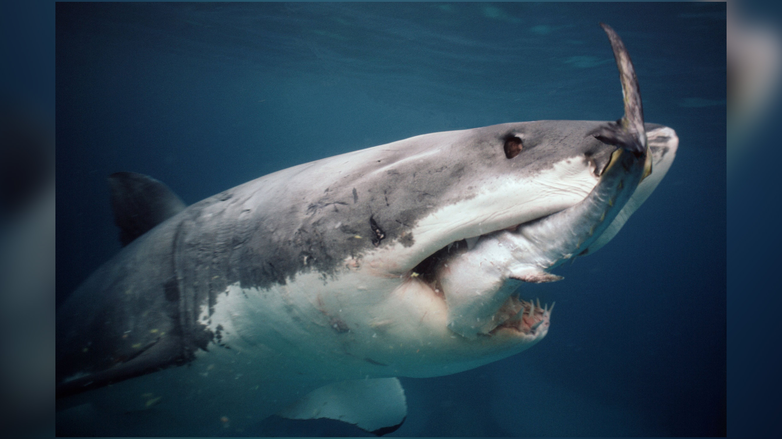 A great white shark feeds on southern bluefin tuna (Thunnus maccoyii) off Australia.