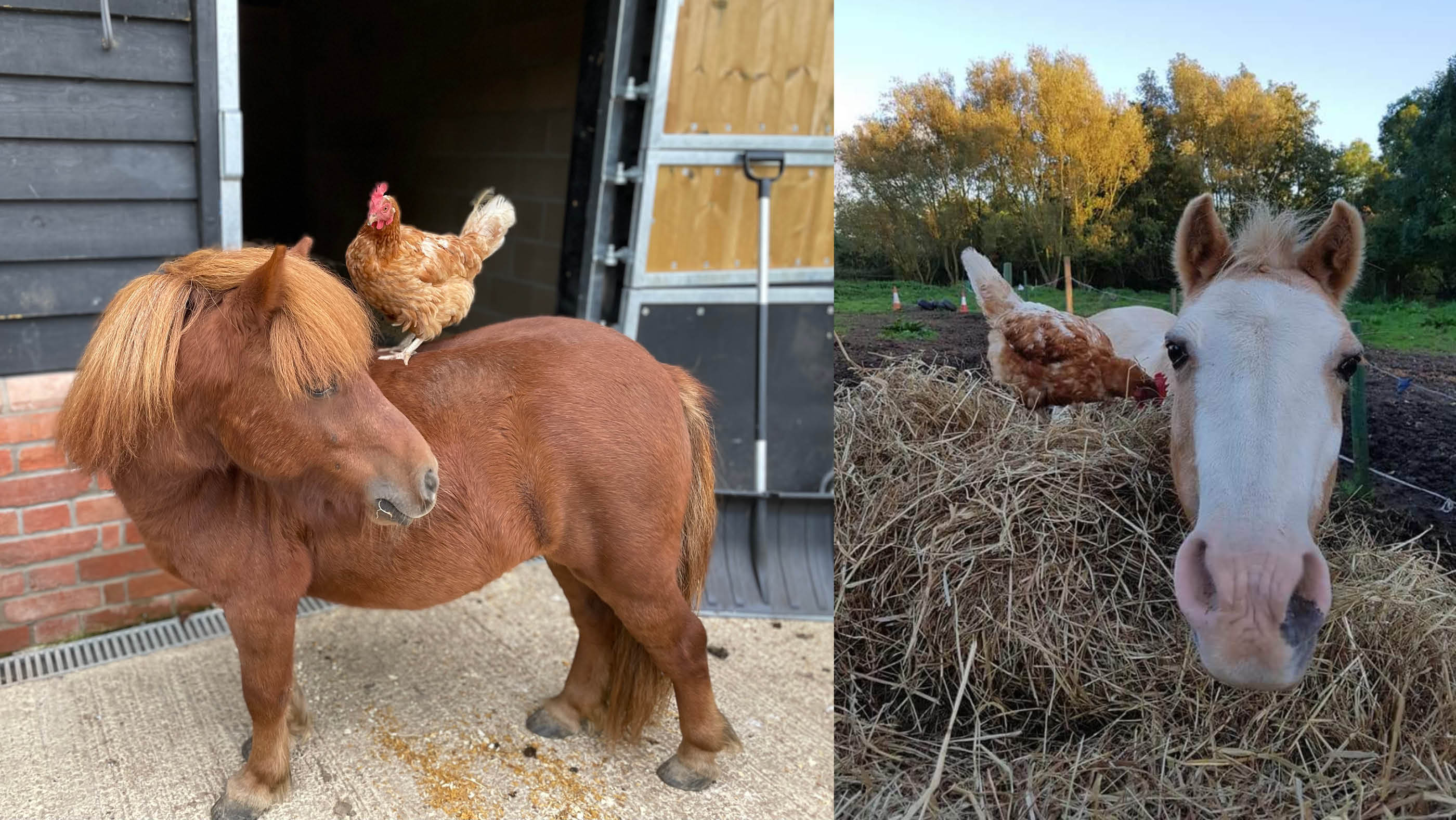 Chickens.jpg
