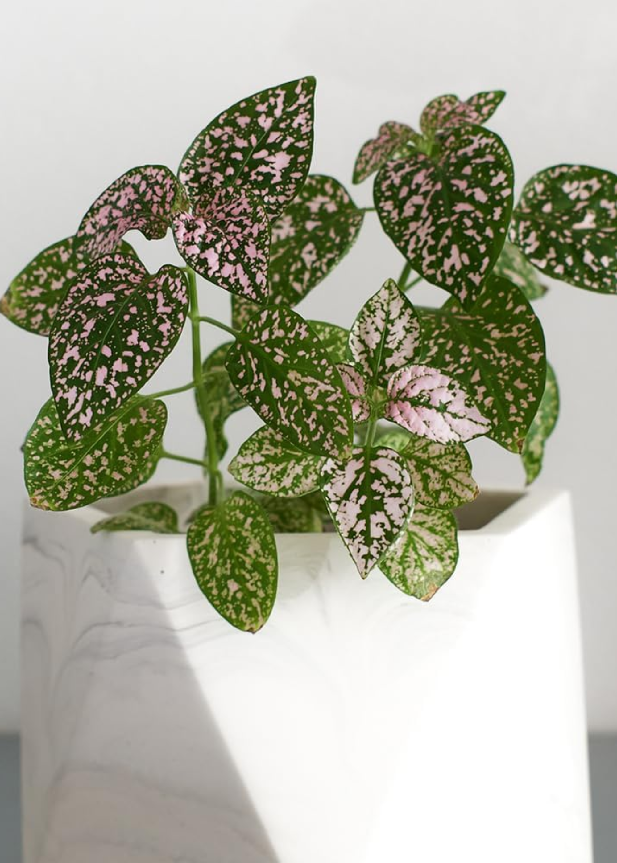 A polka dot plant in a stone planter with a marbled finish