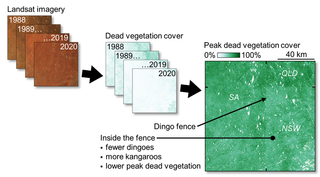 The differences in vegetation cover across the dingo fence become most apparent after satellite images are converted to dead vegetation cover and analysed over time.