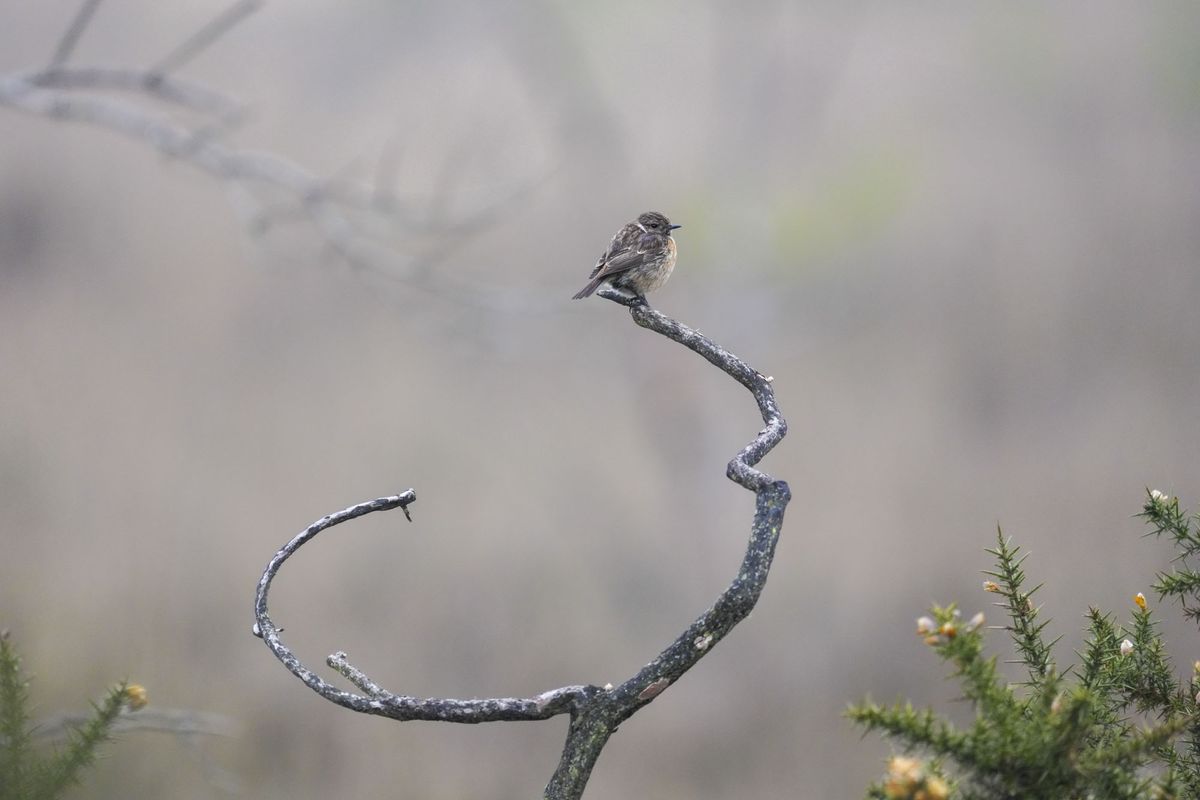 A bird on a branch at first light