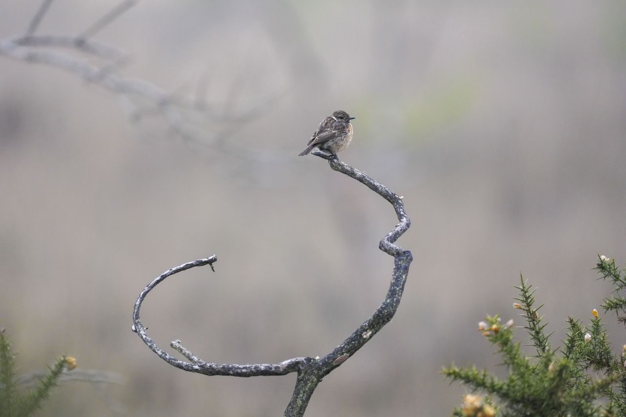 A bird on a branch at first light