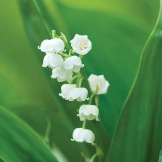 Burpee lily of the valley