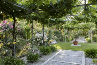 A gravel pathway underneath a wooden pergola covered in plants and flowers