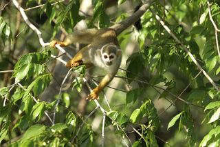 A squirrel monkey travels branch to branch in an Amazonian tree.