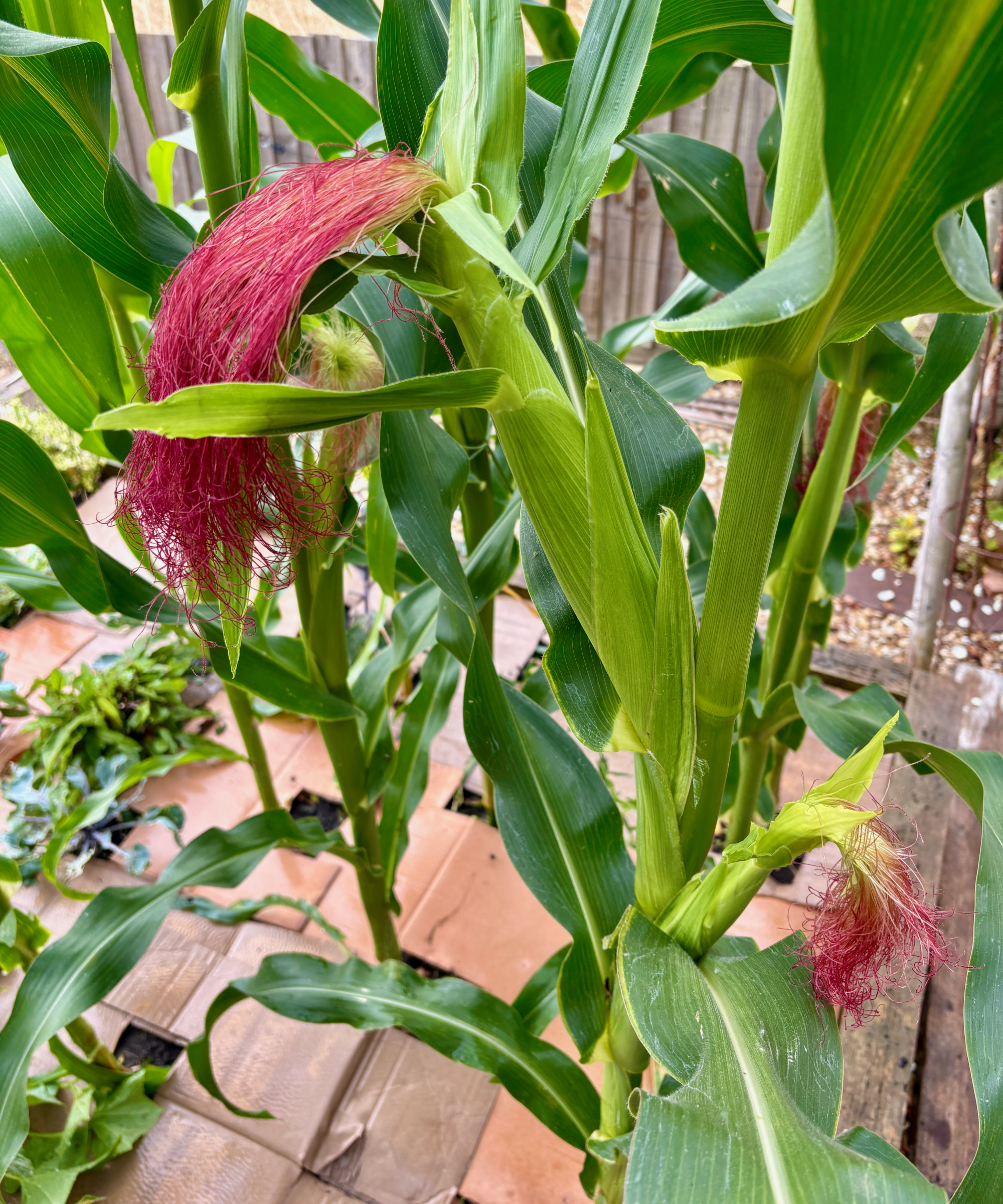 Corn growing in a raised bed mulched with cardboard