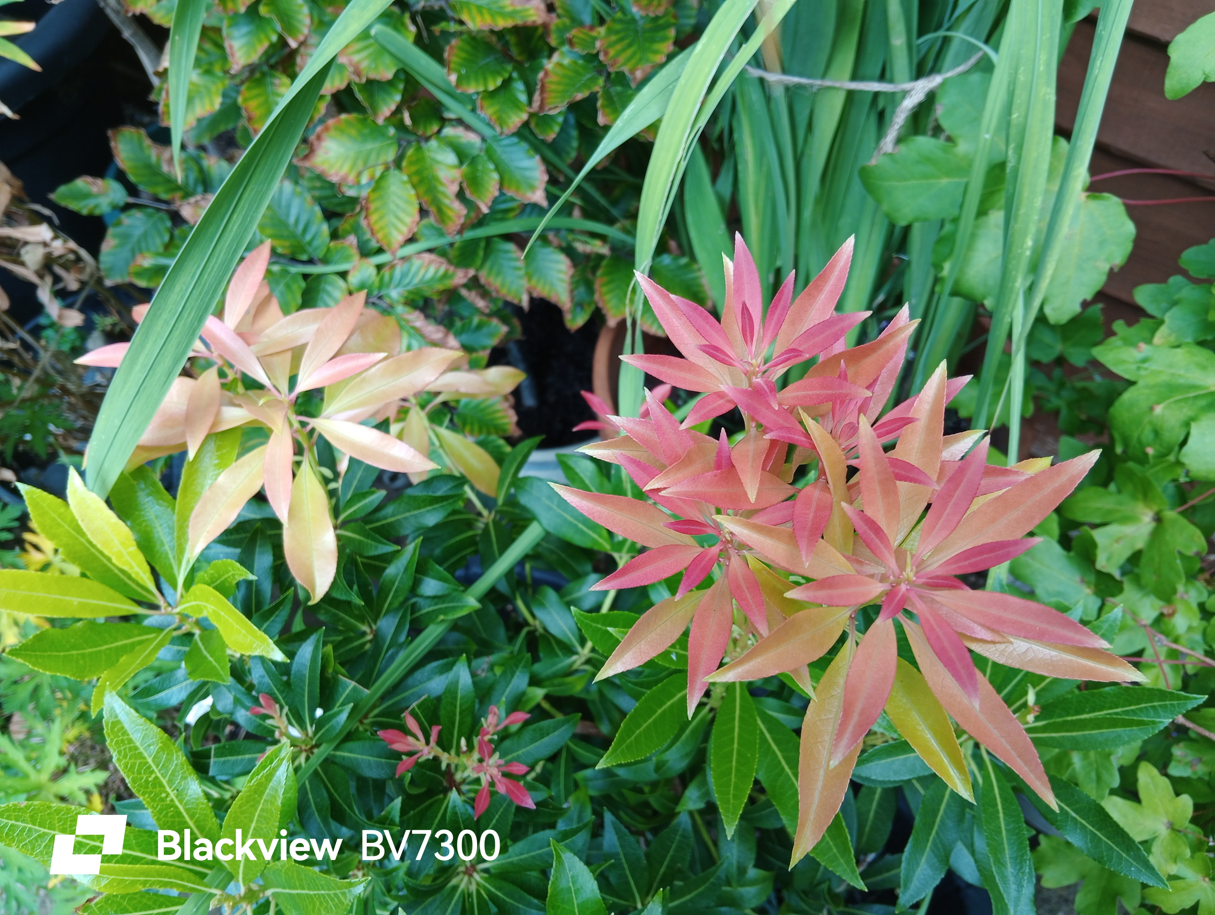 Blackview BV7300 Example images