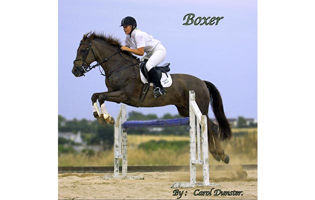 boxer