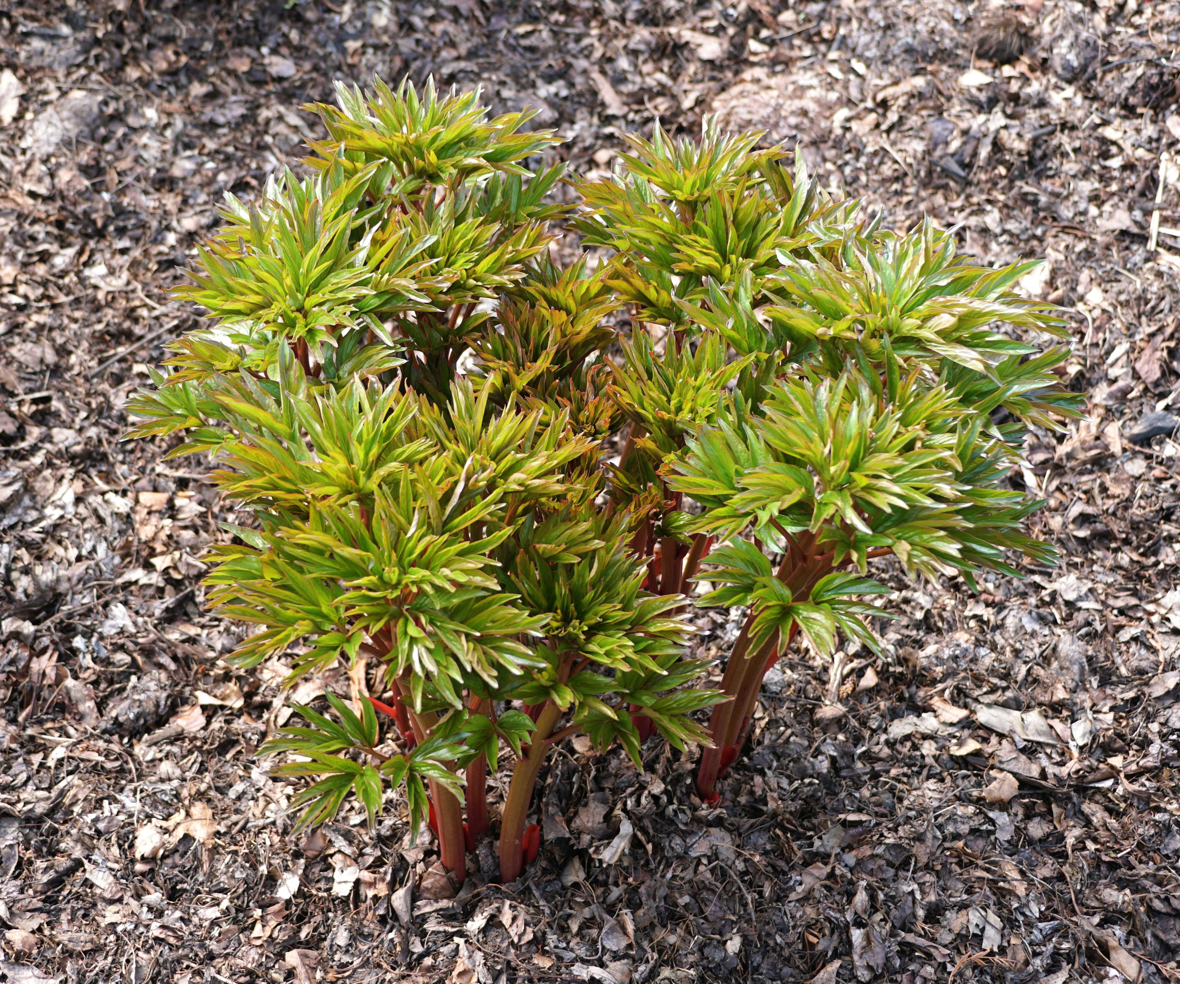 young green peony plants with wood mulch