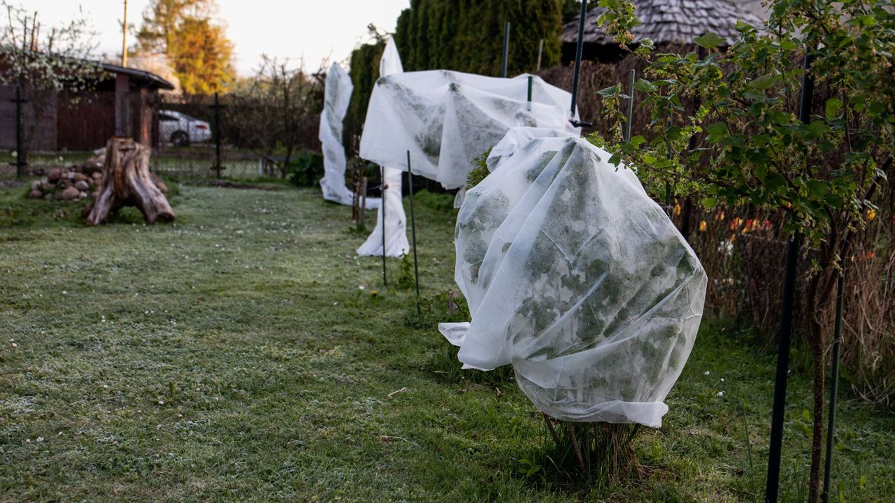 Horticultural fleece plant cover wrap on plants in garden