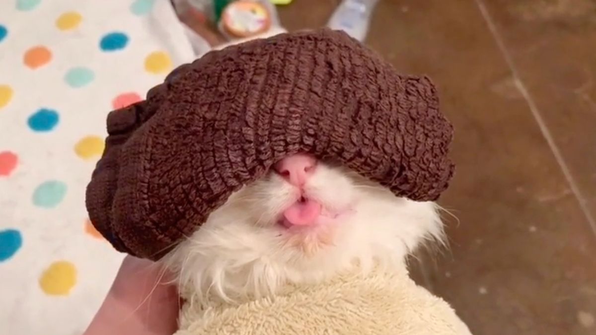 Cat wearing warm compress over eyes