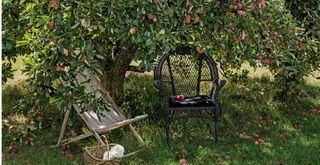 apple orchard with deckchair