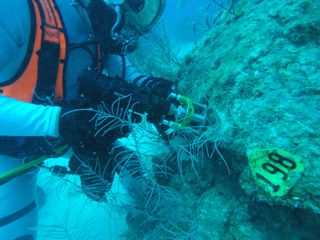 A diver during NEEMO 22 collected a scientific sample for coral research using tools and techniques developed for future planetary science exploration missions.
