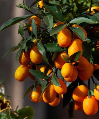 potted kumquat tree with fruits