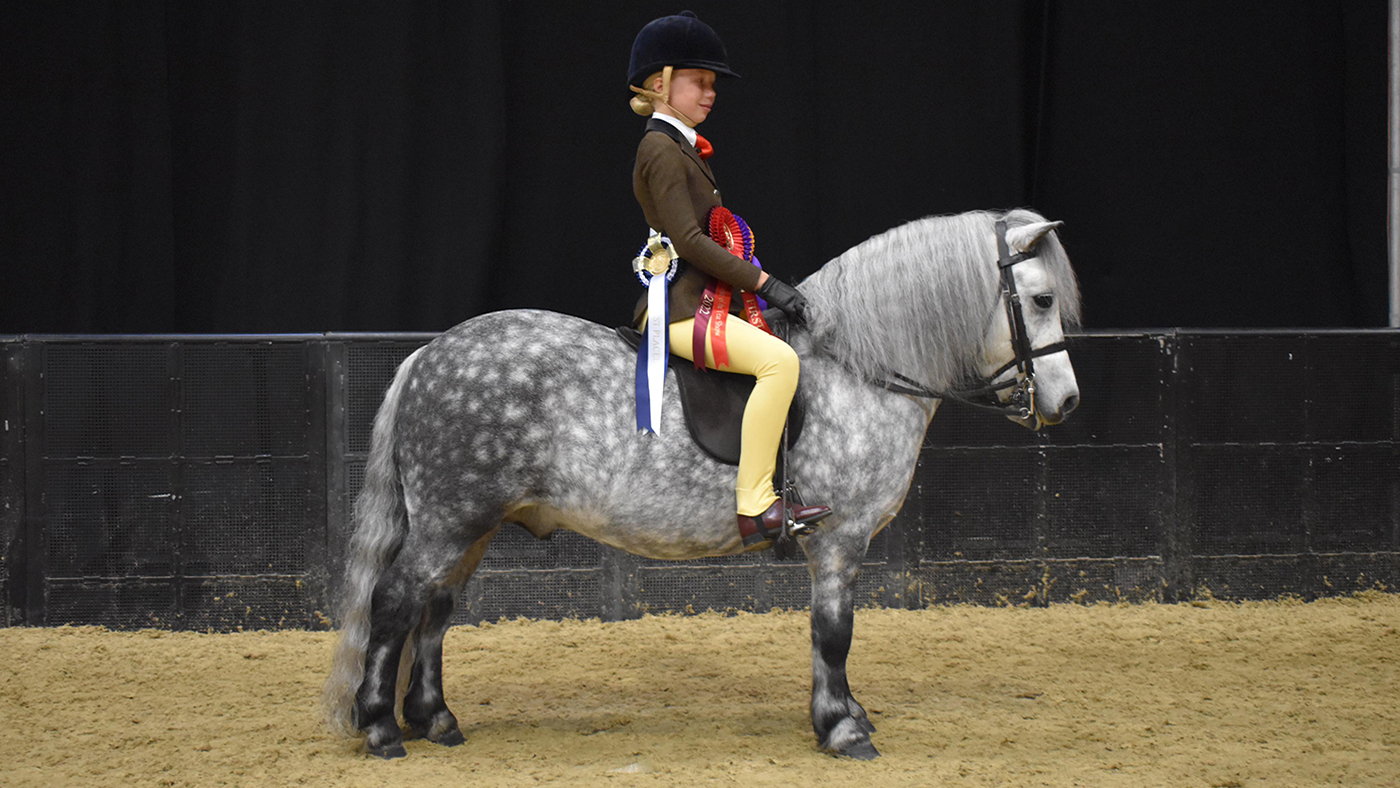 hoys exmoor and shetland