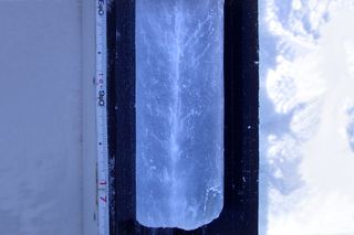 An ice core taken from Arctic sea ice shows where brine pockets have connected to form channels, with a distinctly visible pathway in the middle. Channels and pathways like these allow sea water or fresh meltwater to move, or percolate, through sea ice.