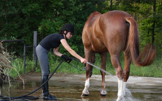 Horse-being-cleaned