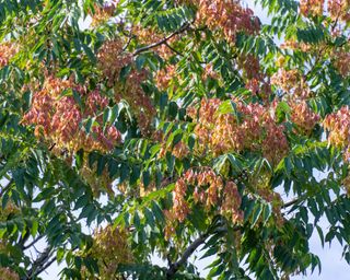 Tree of heaven – also known as stink tree Ailanthus altissima
