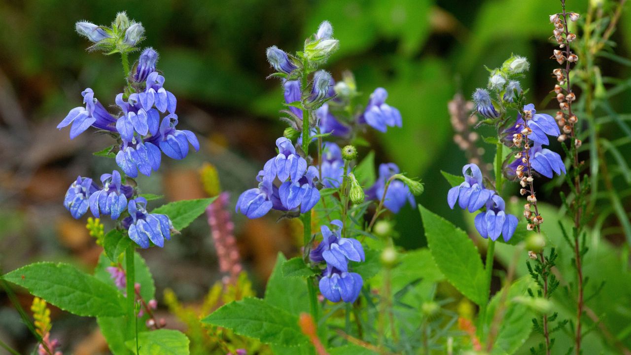 blue cardinal flowers growing in backyard