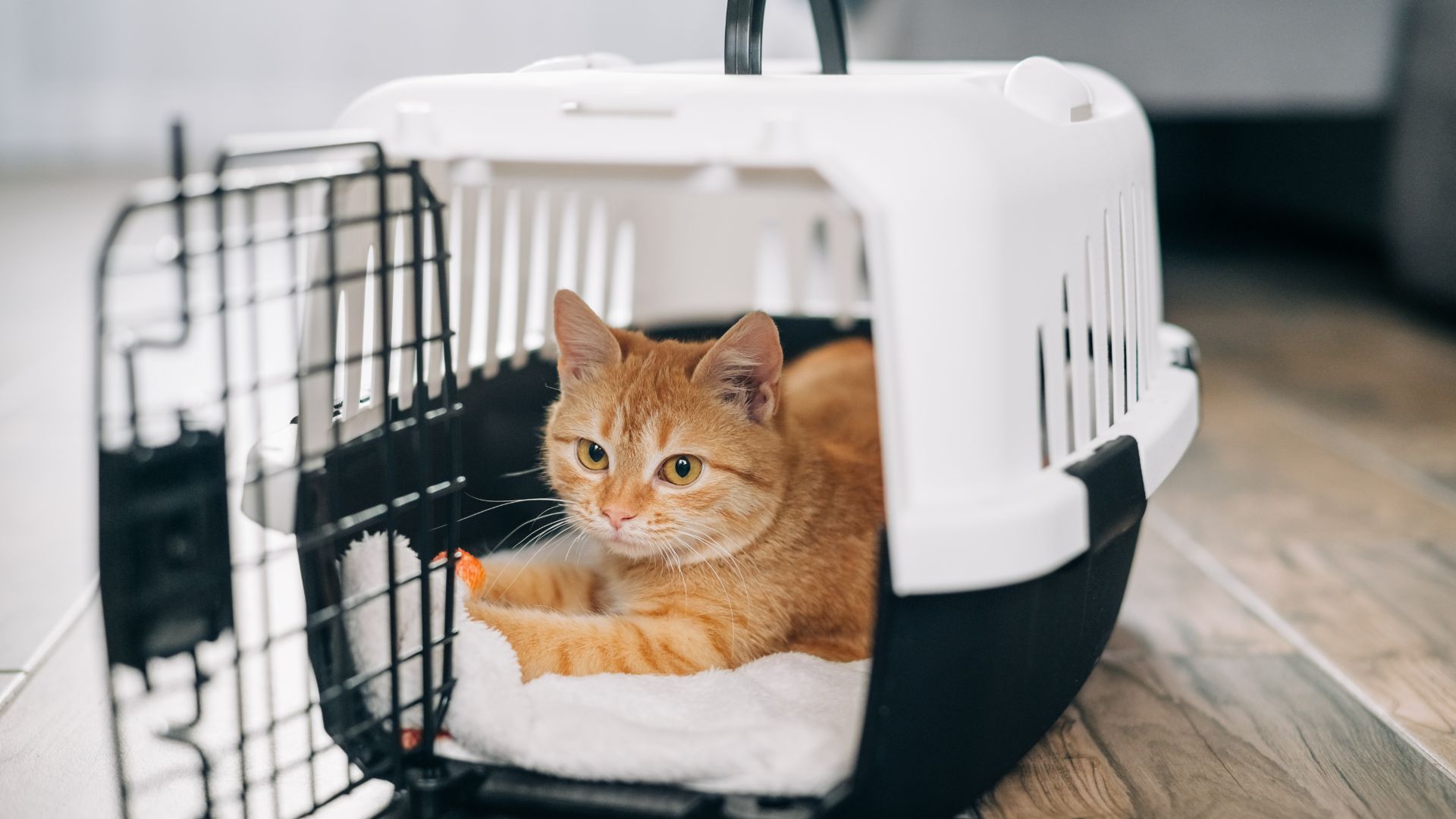 ginger cat calmly lying in carrier