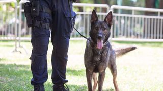 Belgian malinois police dog