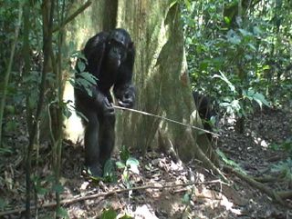 An adult male chimpanzee standing bipedally while using a tool to dip for ants in the Goualougo Triangle.