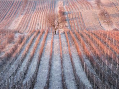 Frosted Grounds Of Rows Of Grapevines