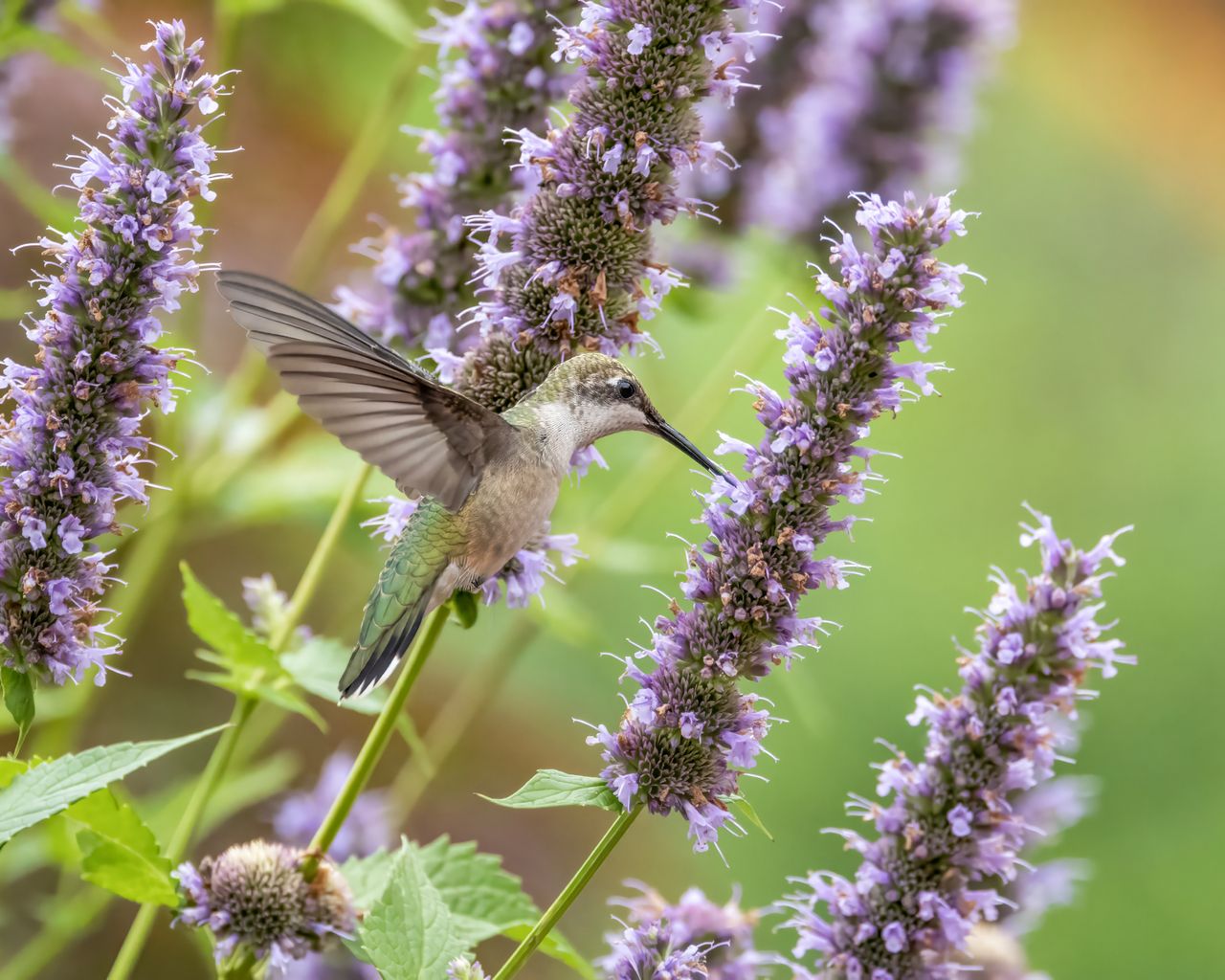 Hummingbird In Fall Hummingbird-Magnet Flowers That Bloom Through Summer & Fall | Gardening ...