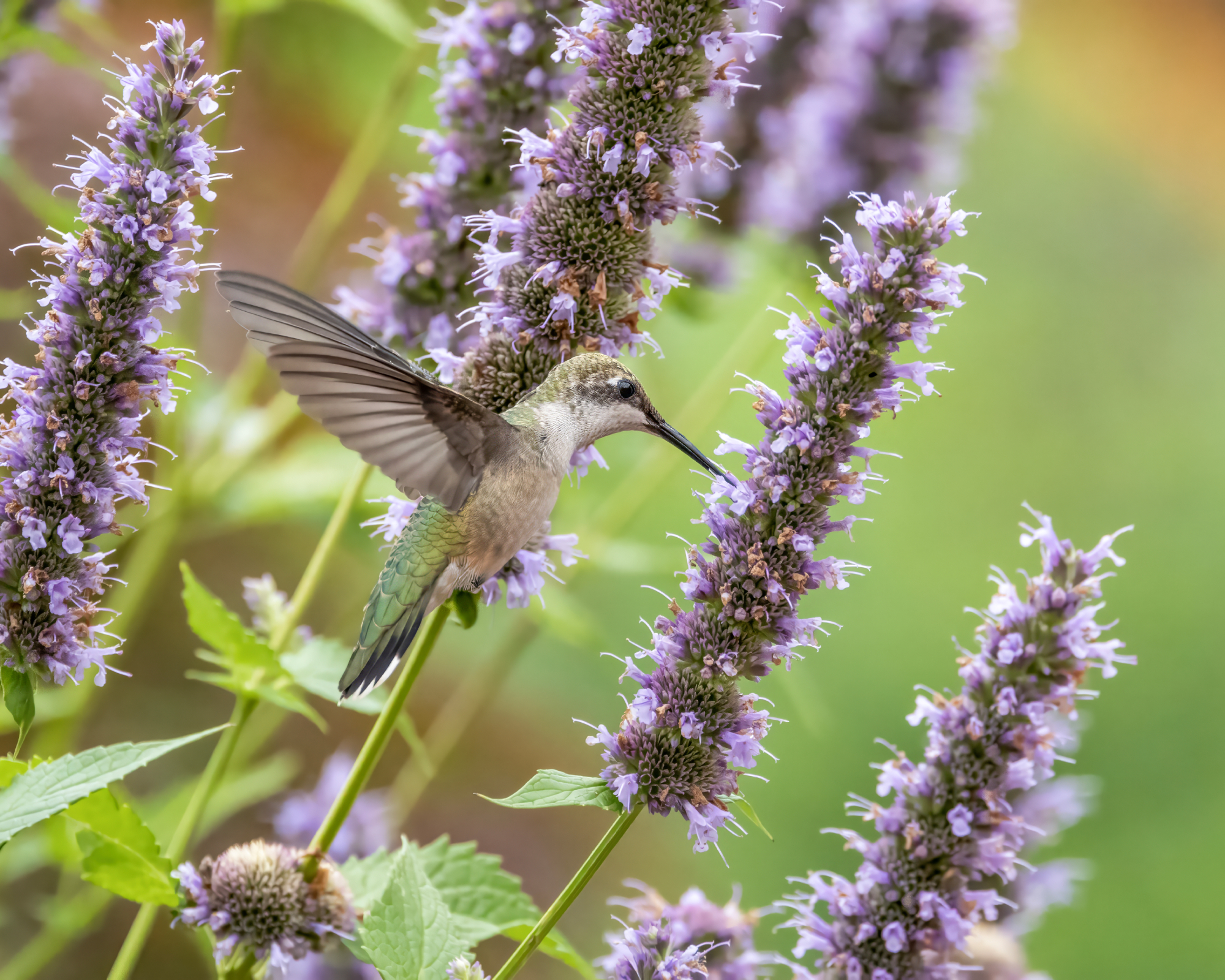 Hummingbird eating from agastache flowers