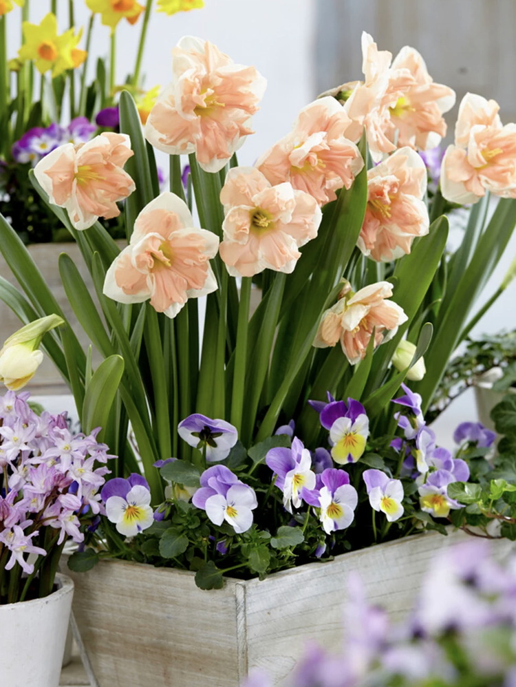 DutchGrown, Daffodil Apricot Whirl