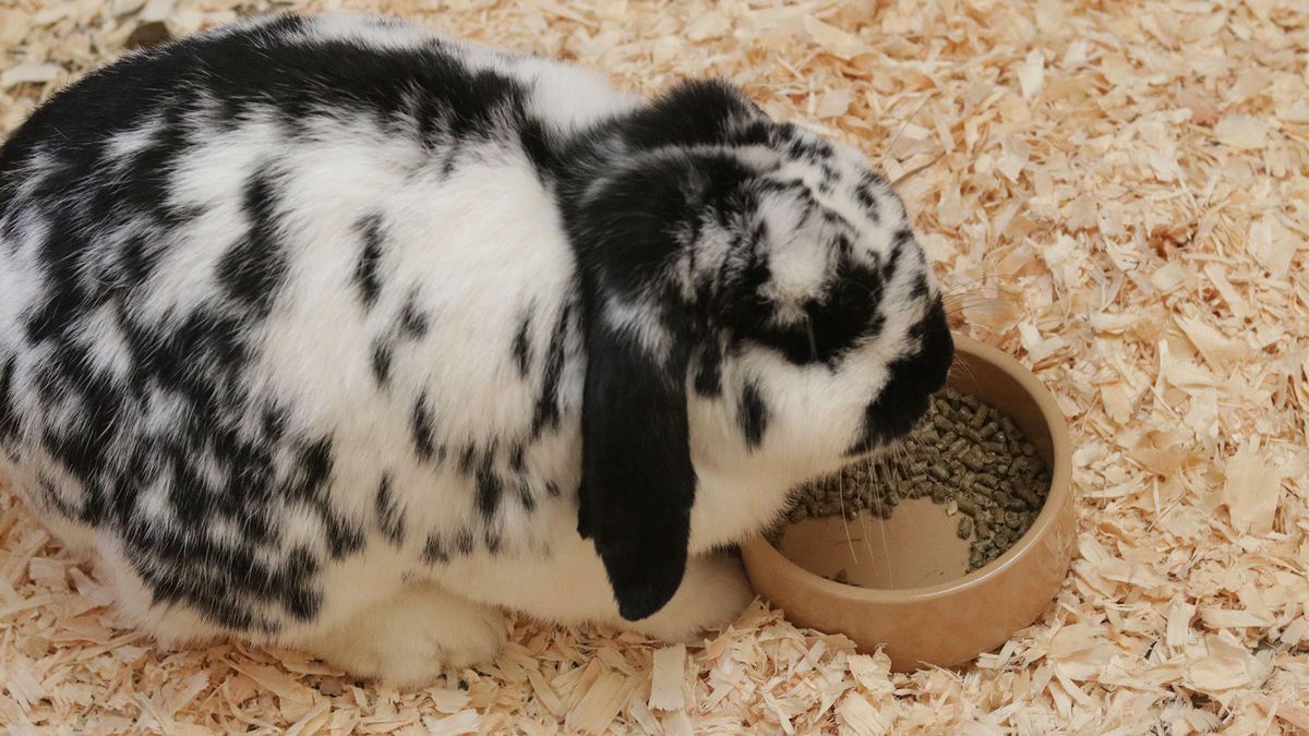 Rabbit eating the best rabbit food pellets from a bowl