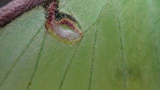 Macro photos taken with the OM System TG-7 of a luna moth's wing