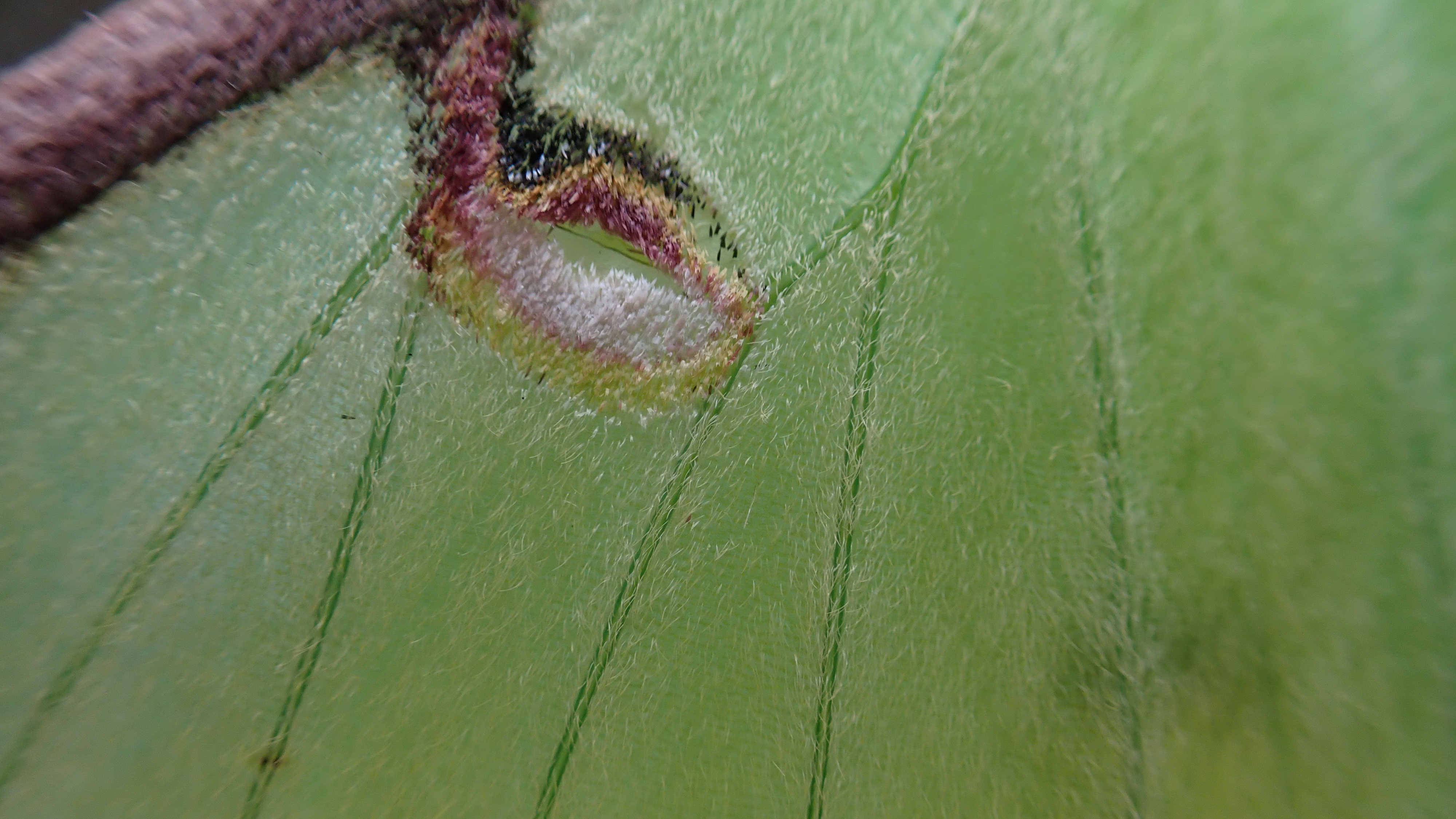 Macro photos taken with the OM System TG-7 of a luna moth&#039;s wing
