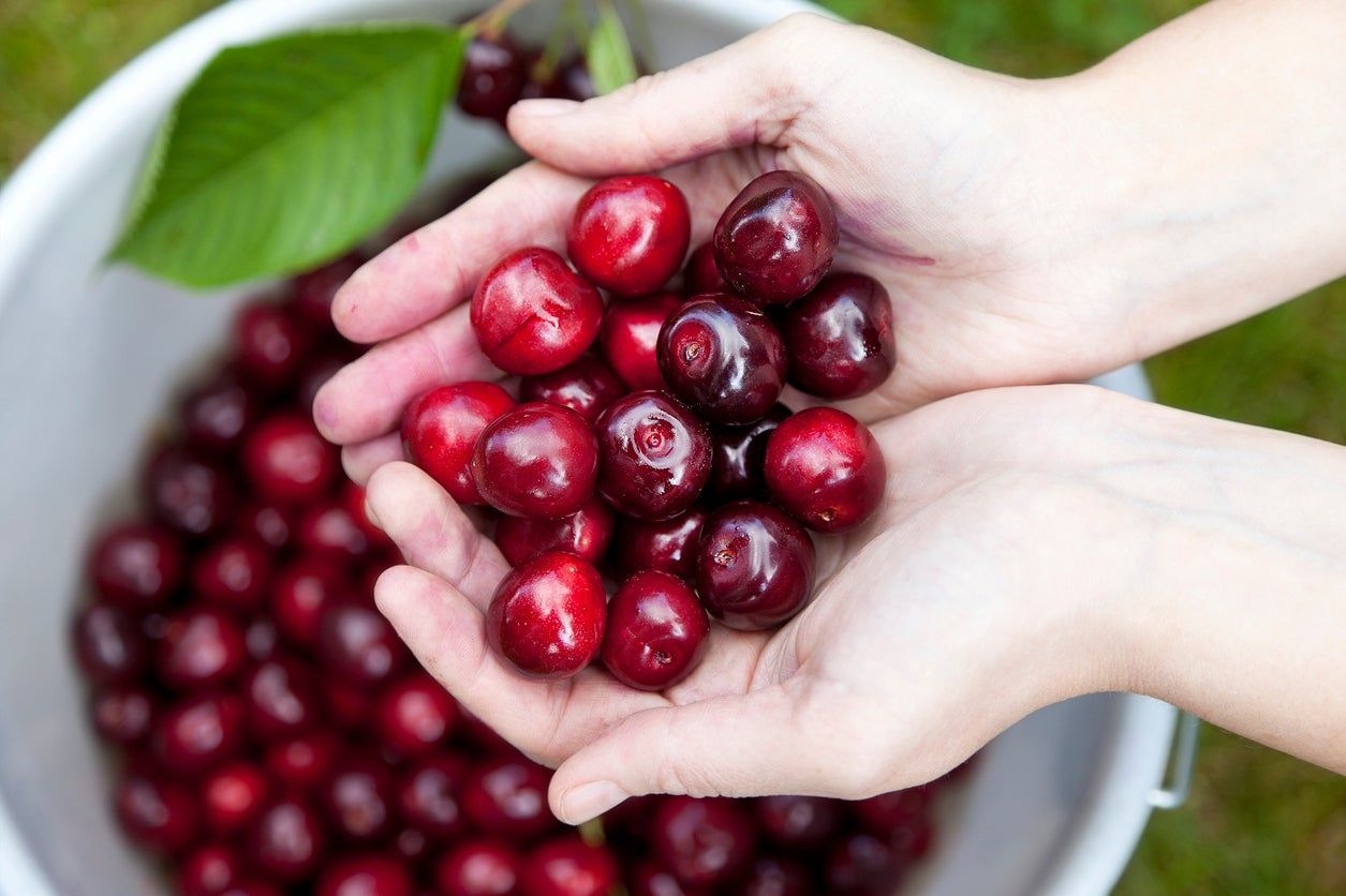 Gardener Holding Red Harvested Cherries