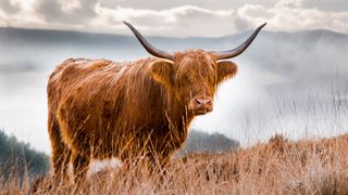 A Scottish Highland cow in Scotland