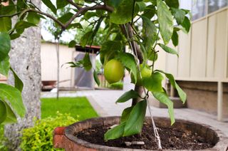potted citrus tree in a garden
