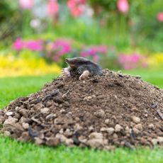 small mole climbing out of hill in garden