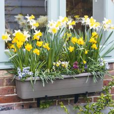 grey window box with yellow daffodils and white flowers against a blue window pane