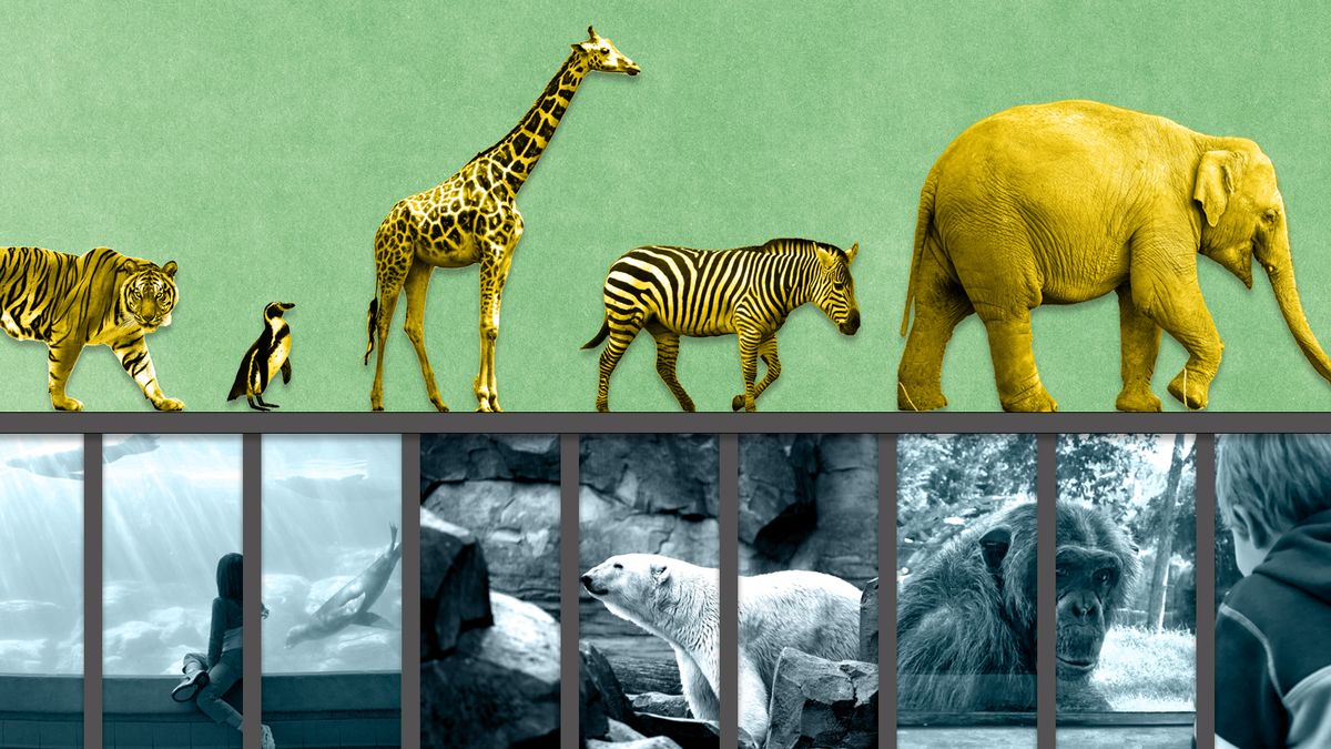 zoos are ethical essay