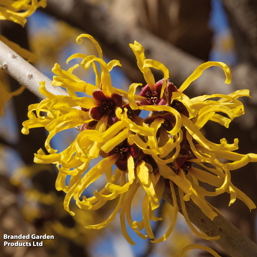 Hamamelis X Intermedia 'pallida'