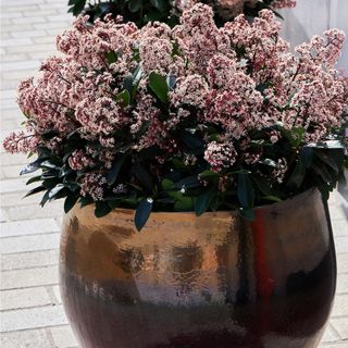 Blooming Skimmia Japonica Rubella (a winter plant) growing outdoors in a pot. Home gardening