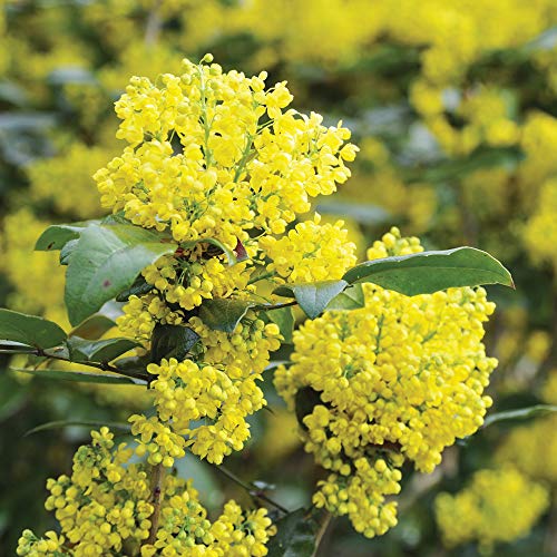 Potted Hardy Garden Plant Mahonia, Glossy Evergreen Foliage, Plants for Shade, Yellow Flowers in Spring, Gardens & Outdoors, 1 X Mahonia Aquifolium Plant in a 9cm Pot by Thompson & Morgan