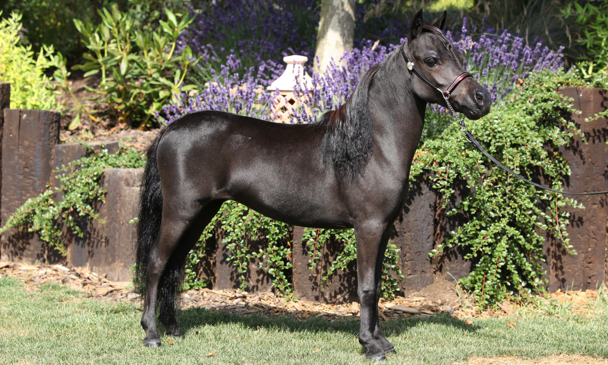 Black miniature horse stood square and in profile