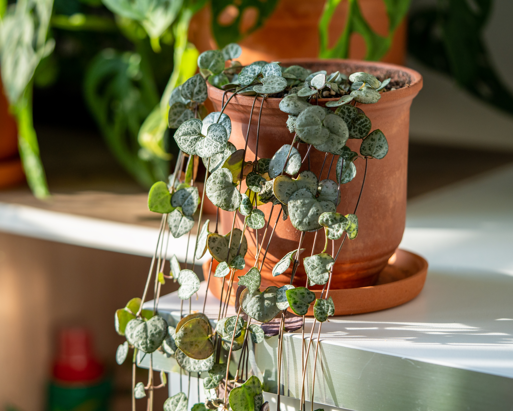 string of hearts plant in a terracotta pot on a shelf with other houseplants