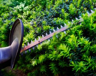 pruning yew with hedge trimmers